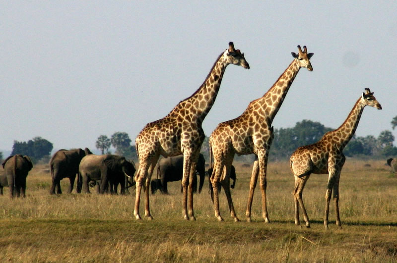 Chobe-2-Day-1-Night-Safari-3.jpg