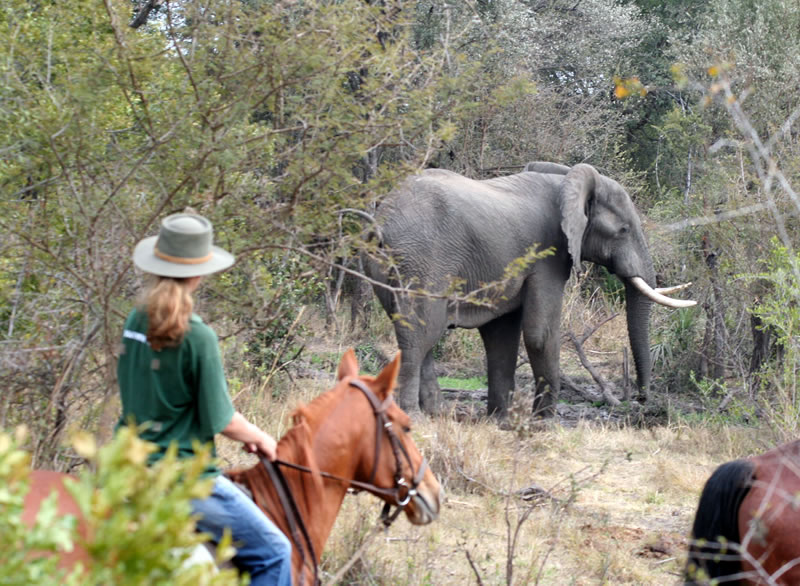Zambezi-Horse-Trails-3.jpg