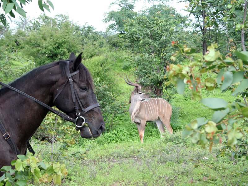 Zambezi-Horse-Trails-6.jpg